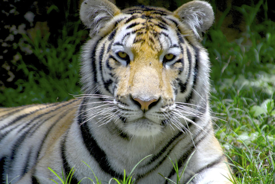El tigre de Bengala, tambi&eacute;n llamado tigre de Bengala real o tigre indio, es una subespecie representativa de la India. (Foto: Deccio Serrano/Nuestro Diario) 