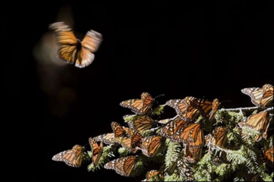 Los factores que perjudican la supervivencia de estos animales son "la degradaci&oacute;n de los sitios de hibernaci&oacute;n en M&eacute;xico y los cambios clim&aacute;ticos extremos". (Foto: AFP)