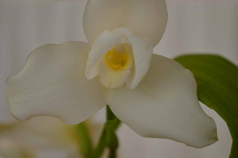 La XLI Exposici&oacute;n de Orqu&iacute;deas que se llevar&aacute; a cabo en la ciudad de Guatemala, est&aacute; dedicada a la Lycaste Virginalis en forma alba, m&aacute;s conocida como Monja Blanca, Flor Nacional de Guatemala. (Foto: Jes&uacute;s Alfonso/Soy502)&nbsp;