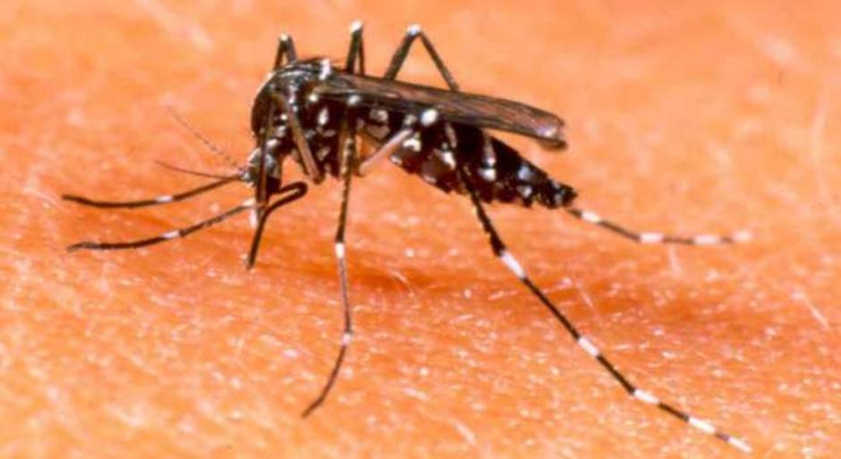 El chikungunya es transmitido por el mosquito Aedes aegypti.