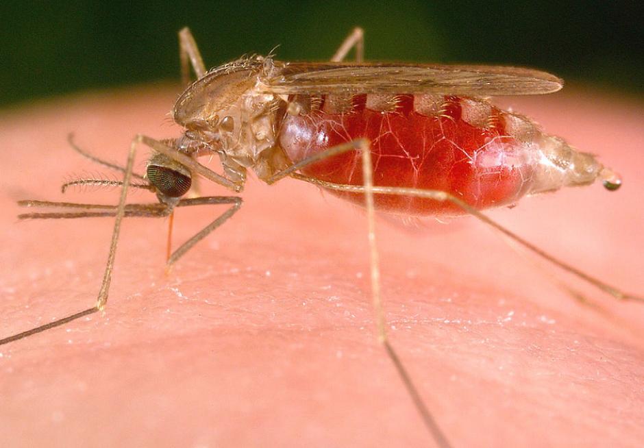 Los cient&iacute;ficos estudiaron la resistencia del mosquito Anopheles funestus al DDT, y sus conclusiones podr&aacute;n ayudar al desarrollo de nuevos compuestos efectivos contra la enfermedad.