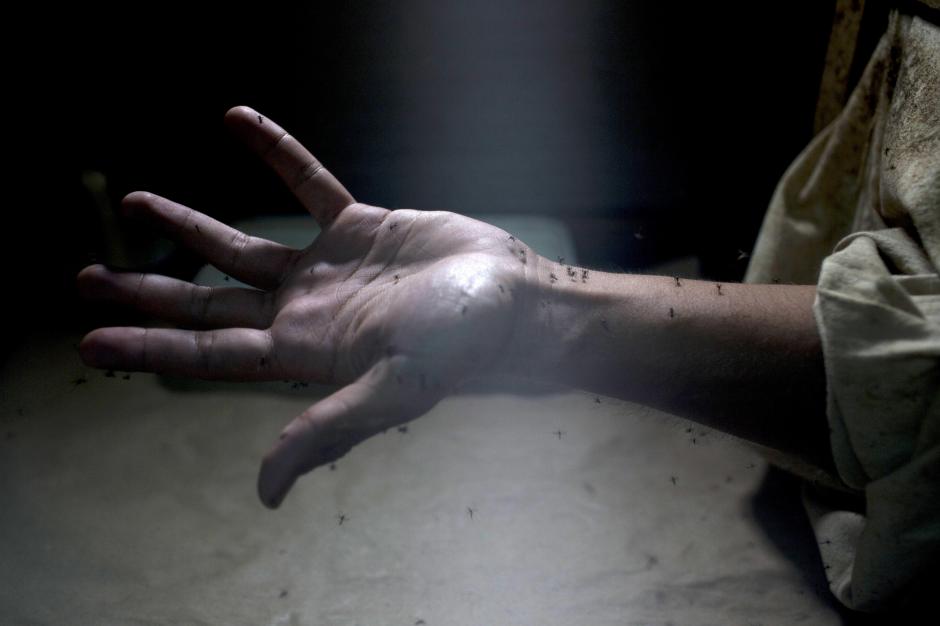 El zika es transmitito por el zancudo Aedes aegypti, el mismo que transmite el dengue y la chikungunya. (Foto EFE)