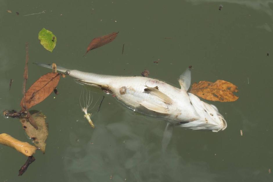    Hay un daño "incalculable" en la diversidad acúatica, además de otras formas de vida en el mar. "El daño es irreversible, porque quién va a reparar la muerte de todas estas especies". (Foto: Rony Bac/Nuestro Diario)