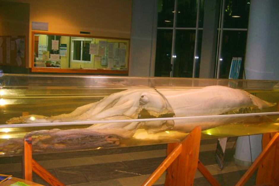 El cuerpo del calamar gigante ten&iacute;a un a&ntilde;o de permanecer en conservaci&oacute;n. (Foto: article.wn.com)