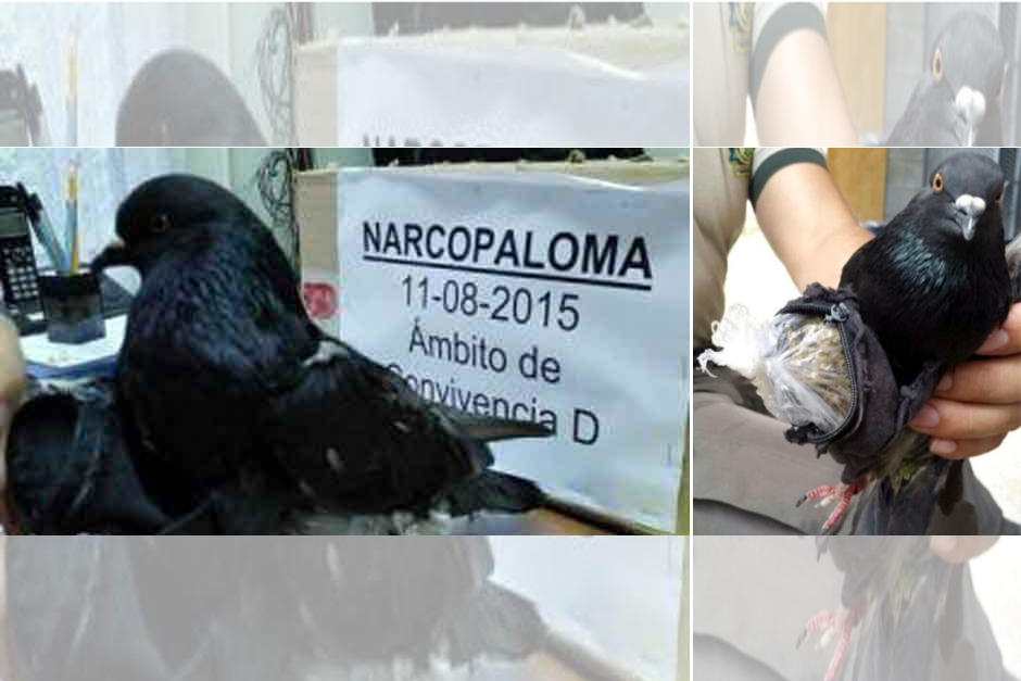 La polic&iacute;a de Costa Rica atrap&oacute; a una paloma que transportaba peque&ntilde;os cargamentos de droga. (Foto: La Naci&oacute;n)