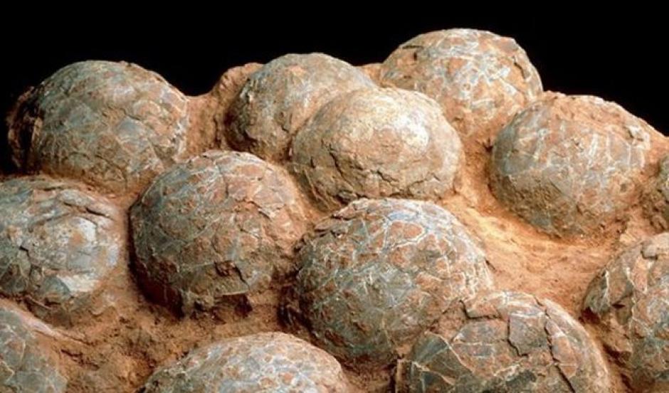 Un grupo de científicos hallaron en Mongolia un nido de dinosaurios con "pico de pato". (Foto:&nbsp;prensa.com)