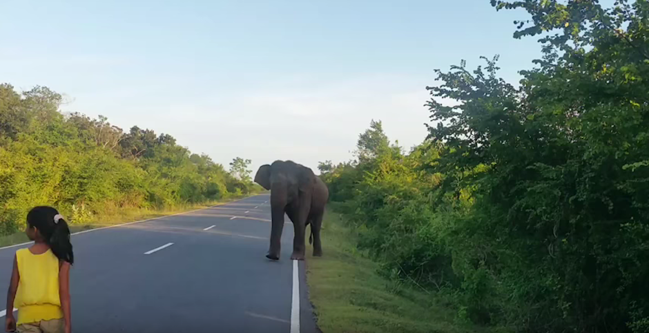 El video de esta ni&ntilde;a esta dandao la vuelta en redes sociales. (Foto: Youtube) 