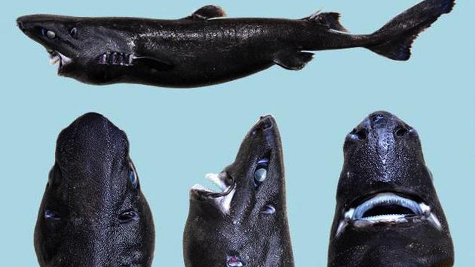 Descubren en las costas del Pac&iacute;fico centroamericano a un raro "Tibur&oacute;n Ninja", que vive en las profundidades y es fluorescente. (Foto: Mashable)&nbsp;