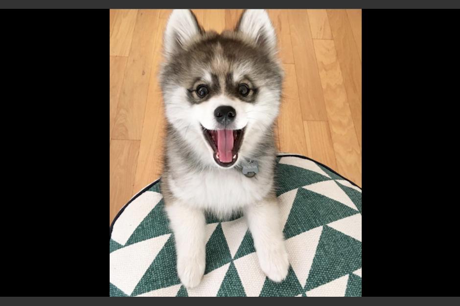 Norman es un adorable perrito pomeranian-husky. (Foto: Instagram)