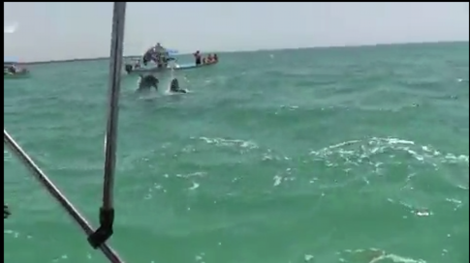 Un grupo de delfines fueron vistos por los turistas en M&eacute;xico. (Foto: Video)