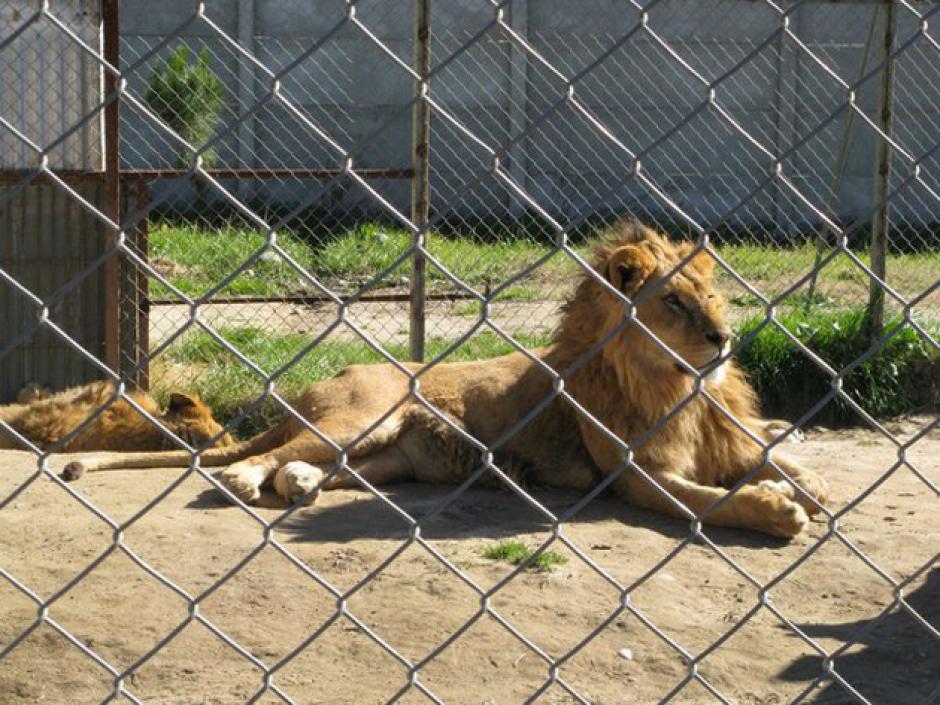 El le&oacute;n que sea culpable de las muertes de tres personas ser&aacute; enviado a vivir en un zool&oacute;gico. (Foto: noticias24.com)