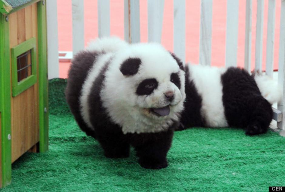 "Perros Panda", la nueva moda de los chinos