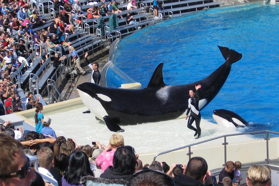 Seg&uacute;n la organizaci&oacute;n especializada About Whales and Dolphins, en diciembre de 2015 hab&iacute;a 56 orcas en cautividad.&nbsp;(Foto: wikimedia.org)