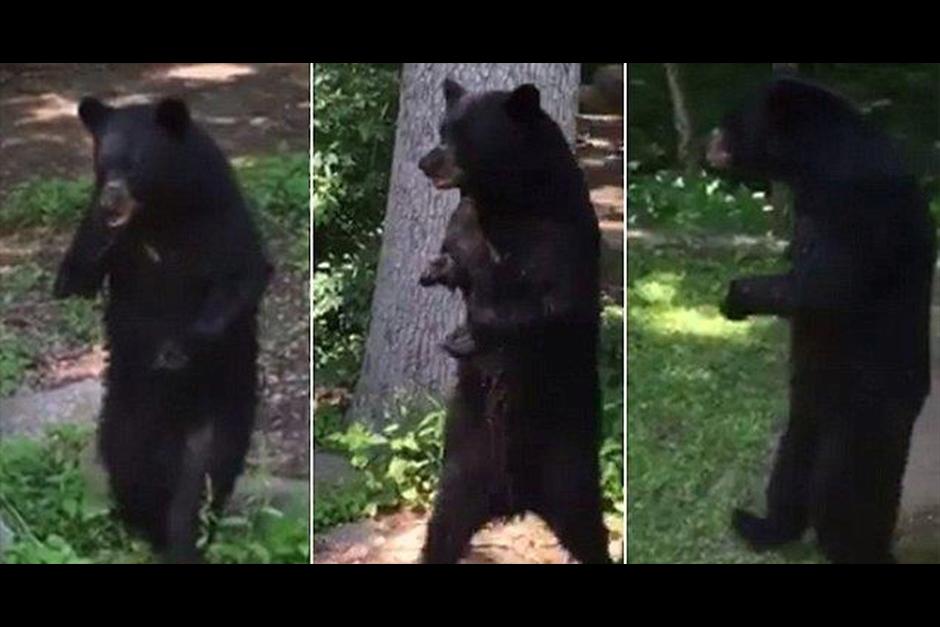 El oso negro apareci&oacute; en el barrio Oak Ridge de New Jersey. (Foto: captura de video)