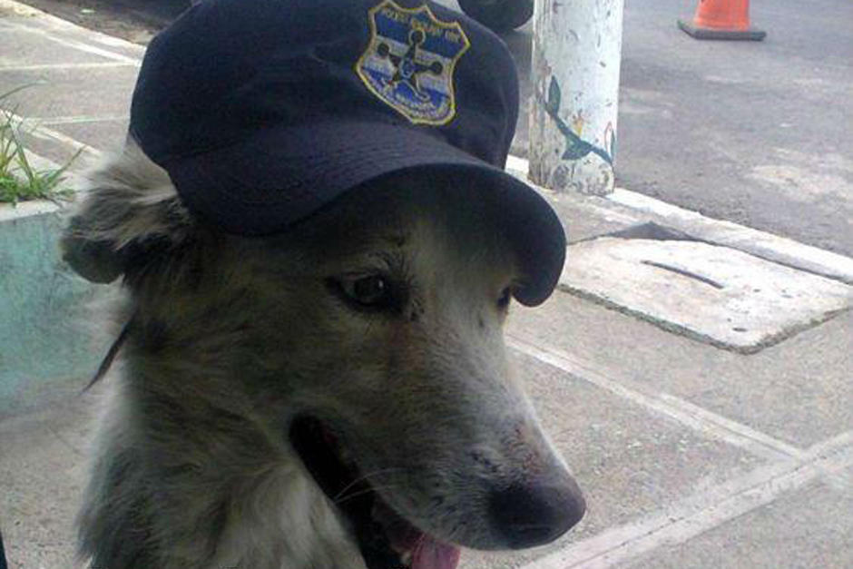 "Oso" se encuentra luchando por su vida luego de arriesgarla para defender a unos polic&iacute;as en El Salvador. (Foto: elsalvador.com)