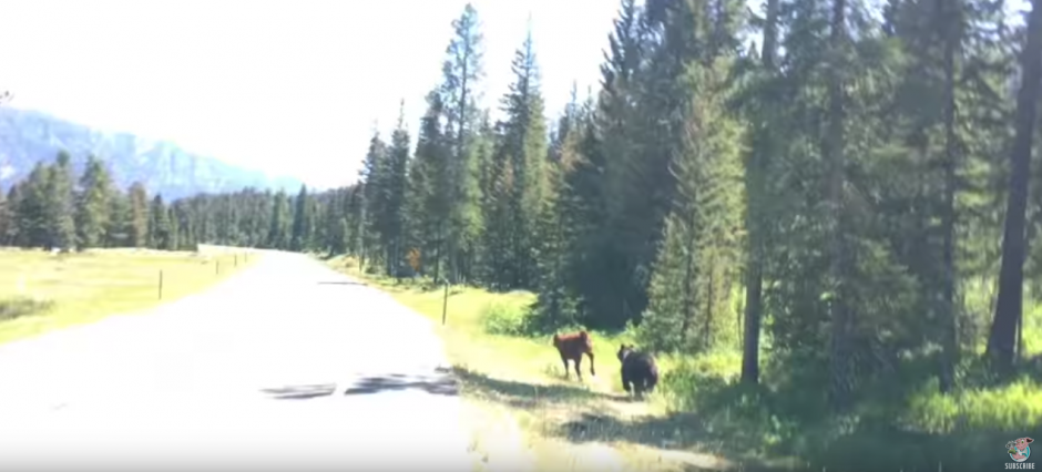 Un oso pardo persigue a una vaca. (Captura de pantalla: ViralHog/YouTube)