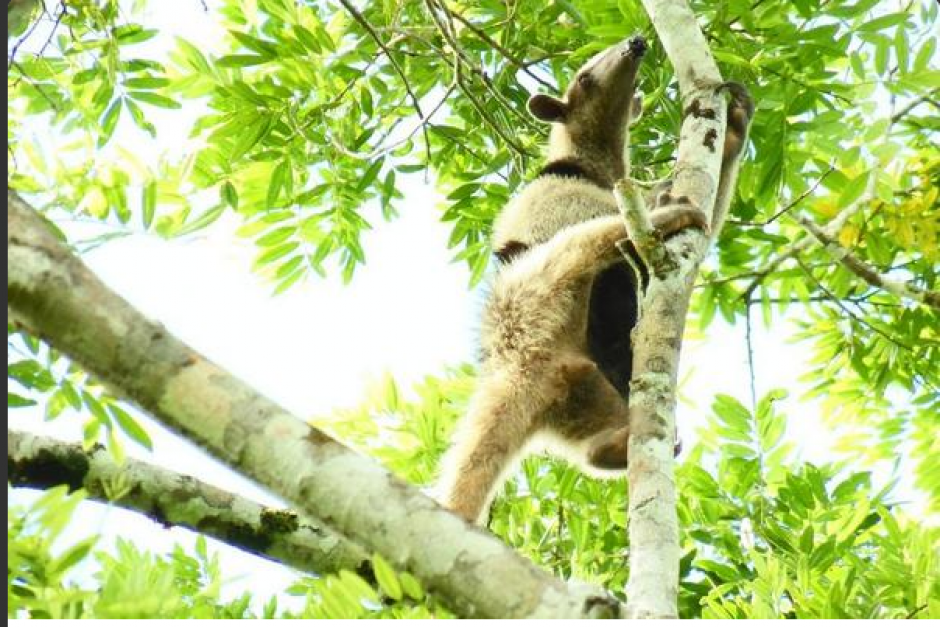 El Oso Hormiguero de Chaleco es la especie m&aacute;s com&uacute;n que habita en la Reserva de la Bi&oacute;sfera Maya. (Foto: Conap/ Sof&iacute;a Anzueto).