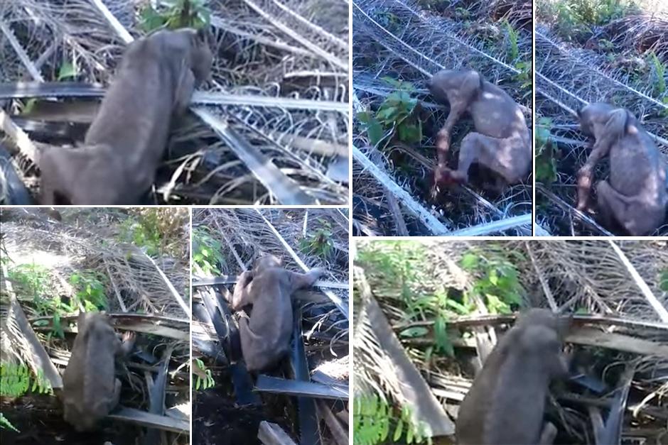 Un posible oso malayo fue captado en video y muestra las pobres condiciones de vida tras los cambios que sufre su h&aacute;bitat natural en Malasia. (Foto: YouTube)