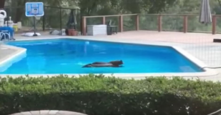 Captan a un oso nadando en una piscina. (Captura de pantalla: Arcadia Police Department/YouTube)