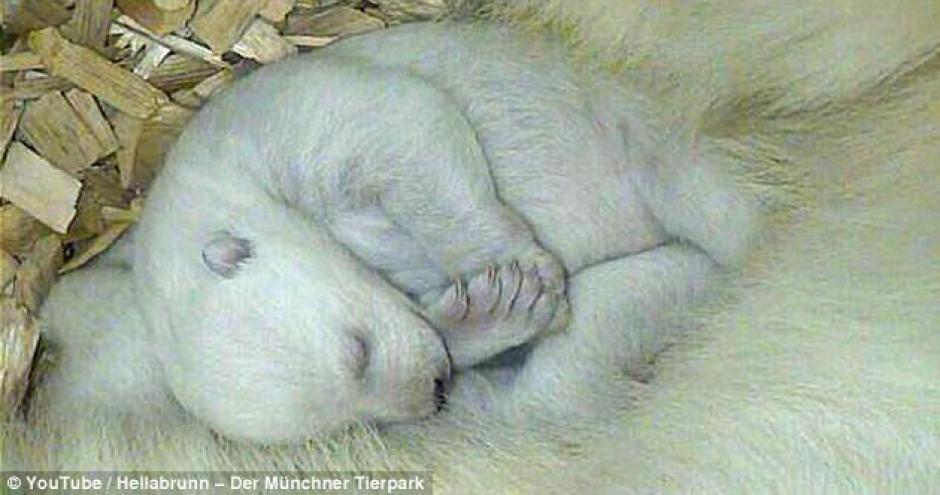 Son los primeros cachorros de oso polar en nacer en cautiverio. Las cr&iacute;as tienen mayor riesgo de morir en las primeras semanas de sus vida.