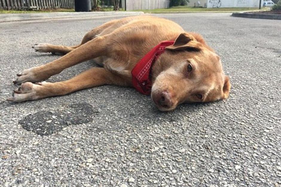 Paco espera a su due&ntilde;a en el lugar de falleci&oacute; despu&eacute;s de ser atropellada. (Foto: DailyMail)