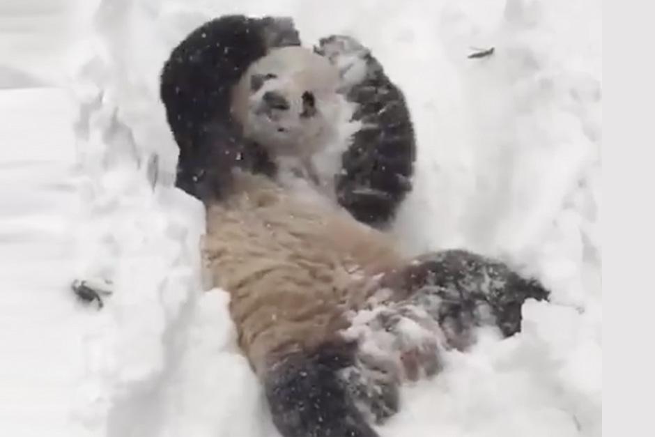 Tian Tian, el oso panda que impacta en las redes sociales.