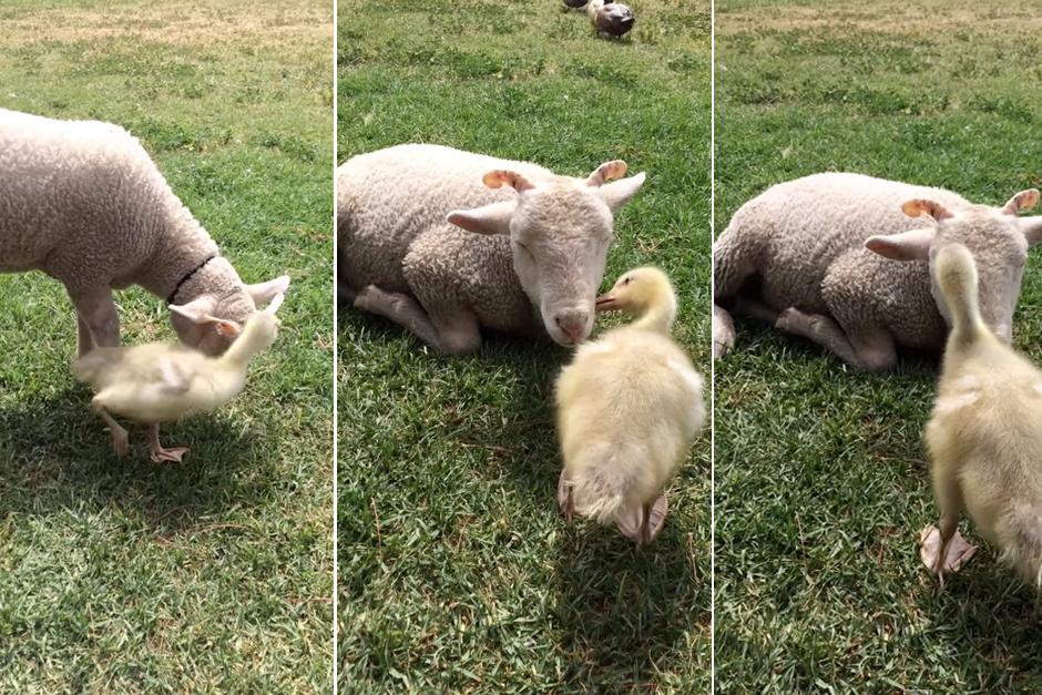 Las tiernas im&aacute;genes de un pato y una oveja. (Captura de imagen de YouTube)