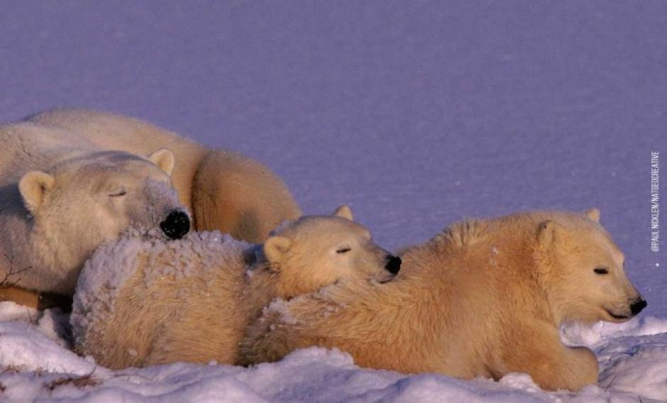 La tranquilidad de los osos polares se ve amenazada por la reducci&oacute;n de espacios de su h&aacute;bitat. (Foto: Instagram Planeta Photo)&nbsp;