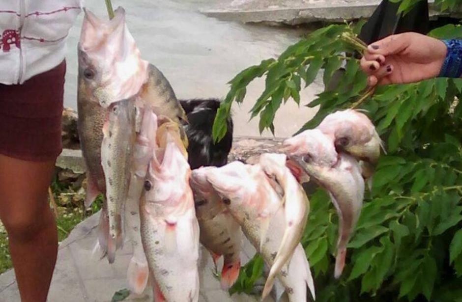 En la madrugada del jueves lleg&oacute; un reporte de la muerte de varios peces de la especie Petania Splendida. (Foto: Facebook, Telenoticias de Pet&eacute;n)