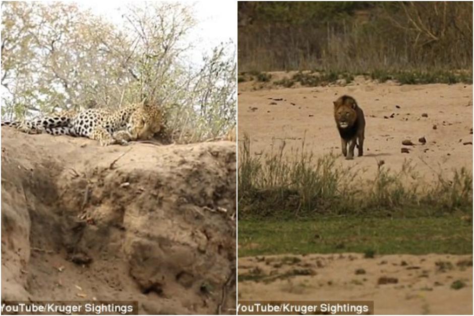 El leopardo se encontraba descansando, pero el le&oacute;n lo acechaba. (Imagen: captura de YouTube)