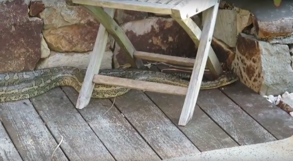 Una de las serpientes se encontraba en la parte baja del jard&iacute;n de la casa. (Imagen: captura de YouTube)