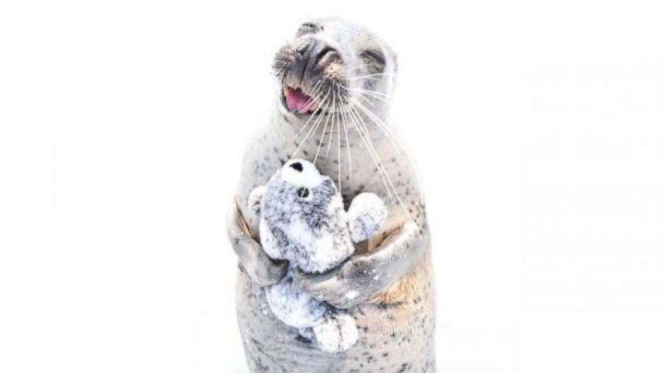 Una foca enternece las redes sociales al abrazar a su peluche. (Foto:&nbsp;Mombetsu Land/Seal Paradise)