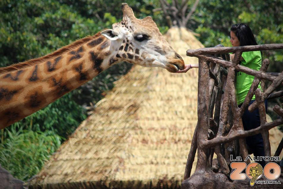 Aprovecha la oportunidad de poder alimentar a una jirafa. (Foto: Zool&oacute;gico La Aurora)