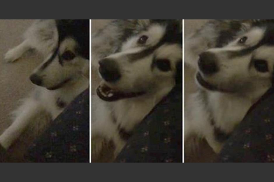 Perrita dice "I Love you" a su humana. (Foto: Youtube)