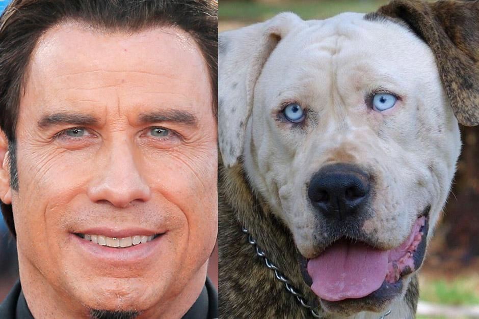 John Travolta ahora tiene un doble, pero en versi&oacute;n canina.