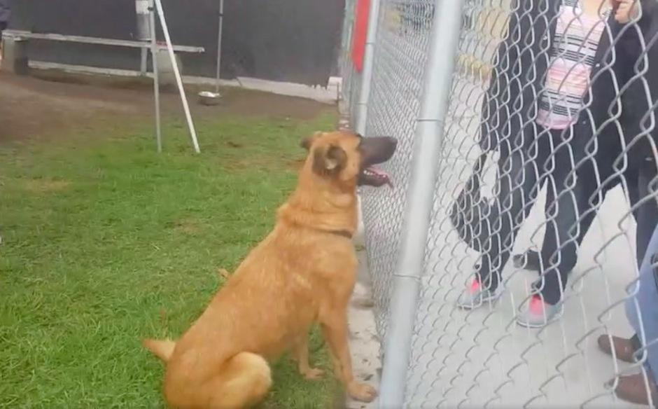 Un perrito reconoci&oacute; a sus due&ntilde;os en un refugio mientras ellos buscaban otro en adopci&oacute;n. (Foto: sopitas.com)