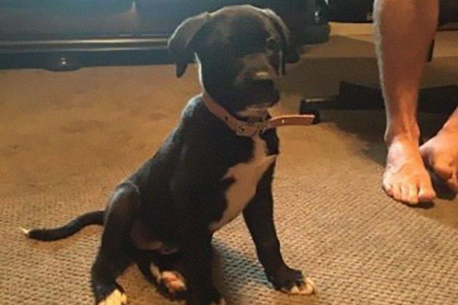 Un mujer rescat&oacute; a este cachorro de la carretera. (Foto: Sopitas.com) 