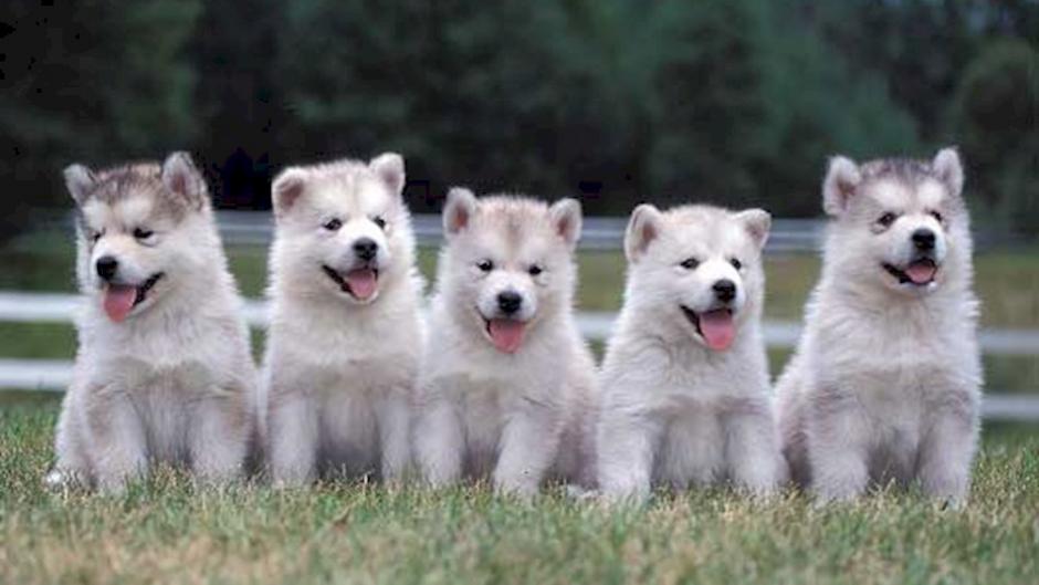 Un f&aacute;rmaco que logr&oacute; extender la vida de las moscas de la fruta, ratones y a gusanos, ser&aacute; aplicado a los perros. (Foto: Google)
