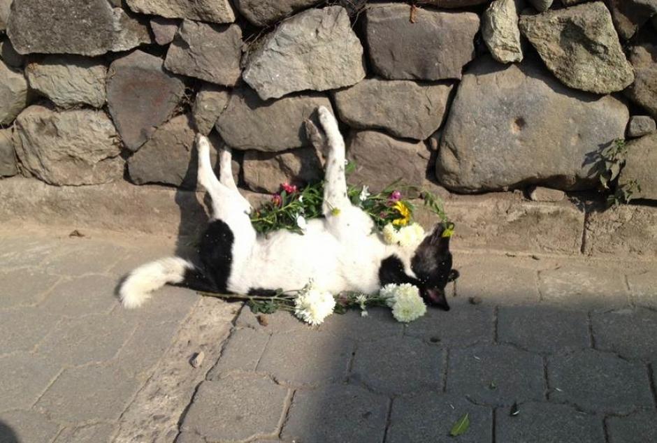 Los perritos de los habitantes de San Marcos la Laguna est&aacute;n siendo envenenados. (Foto: facebook)