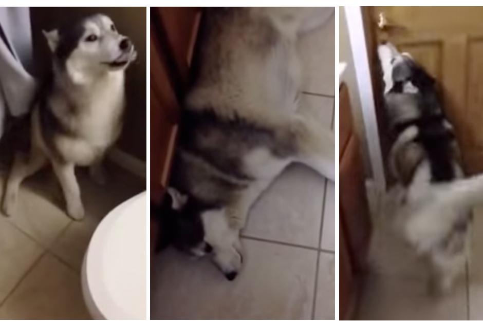 Monk es un perro que odia bañarse. (Imagen: YouTube)