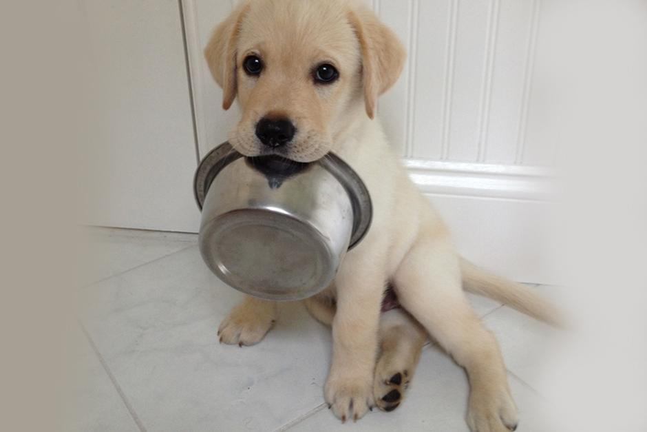 Algunos mitos falsos sobre los perros.