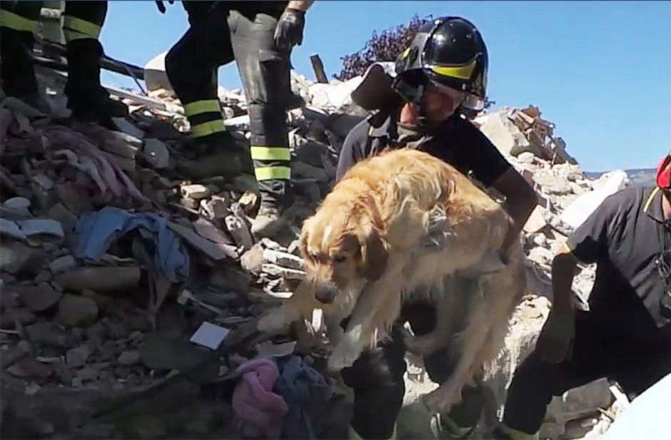 Un perro fue rescatado nueve d&iacute;as despu&eacute;s del terremoto en Italia. (Foto: www.cadena3.com) 