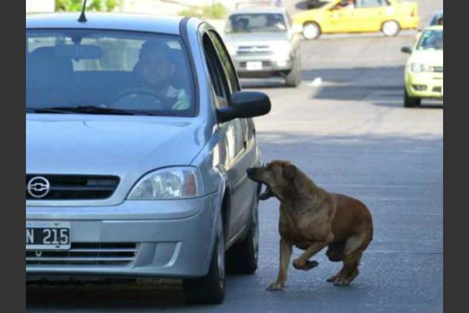 ¿Por qué los perros ladran y corren a los autos? (Foto:&nbsp;lavoz.com.ar)