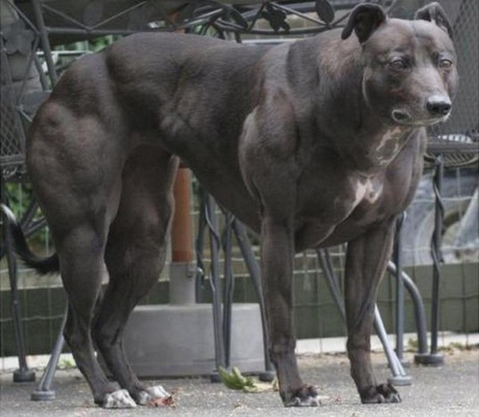 Cient&iacute;ficos chinos modifican gen&eacute;ticamente a perros con el objeto de dotarlos de una enorme masa muscular.&nbsp;(Foto: yahoo.com)