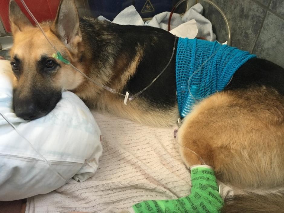 Haus es el perro que salv&oacute; a su due&ntilde;a de 7 a&ntilde;os de ser mordida por una cascabel. (Foto: GoFundMe)