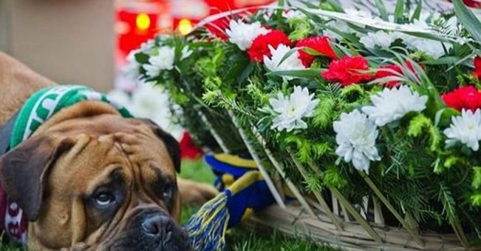 Un perro muestra su tristeza en homenaje a futbolista fallecido. (Foto: AFP)