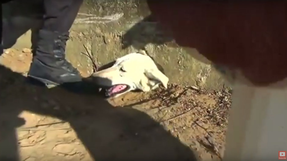El perro qued&oacute; atorado en un agujero de un tragante. (Imagen: captura de YouTube)
