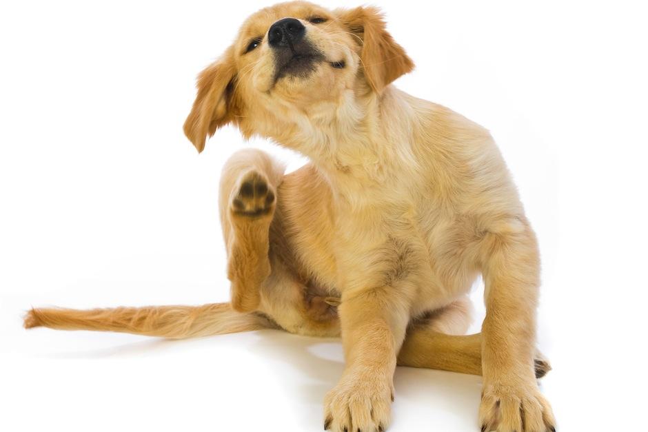 Es importante que tu amigo peludo viva sin pulgas para prolongar su vida.&nbsp;