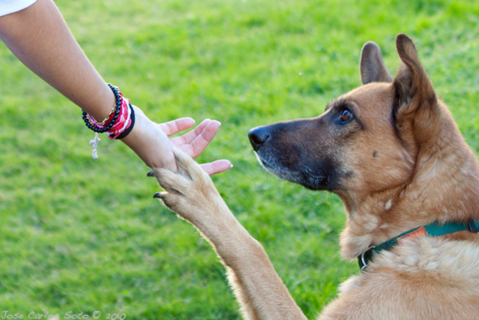 En cuatro simples pasos te ense&ntilde;aremos c&oacute;mo hacer para que tu perro d&eacute; la pata. (Foto: Google)