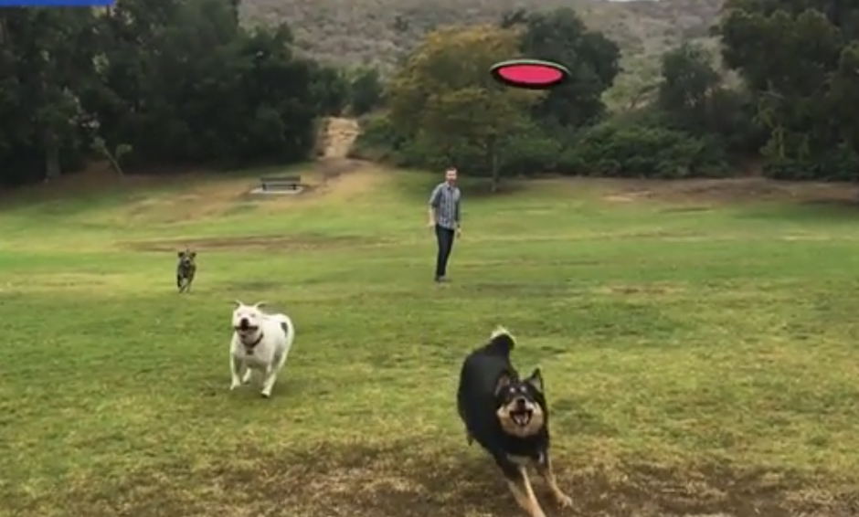 Un hombre juega con sus perros. (Captura de pantalla: Dailymail)